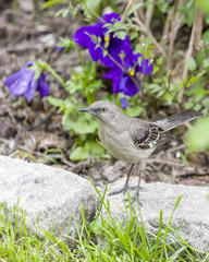 Mockingbird Perched On Belgian Block