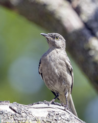 Fototapeta premium Mockingbird Perched on Tree Branch