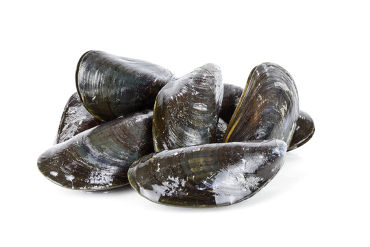Miesmuscheln