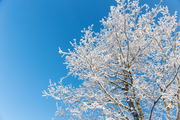 branch of a tree in frost