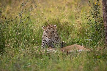 Fototapeta na wymiar Leopard with his prey. National Park. Kenya. Tanzania. Maasai Mara. Serengeti. An excellent illustration.