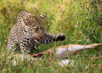 Leopard with his prey. National Park. Kenya. Tanzania. Maasai Mara. Serengeti. An excellent illustration.
