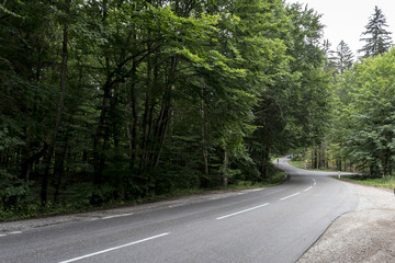 Fototapeta premium Strada nel bosco