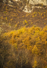 Fototapeta premium Autumn forest