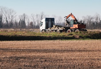 Fototapeta premium Caricamento tronchi