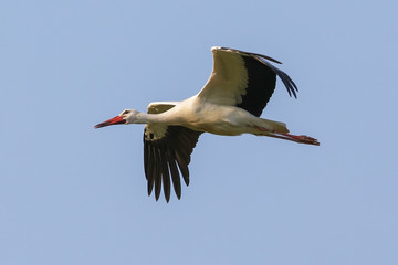 fliegender Storch