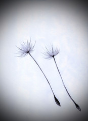 dandelion seeds