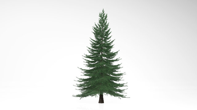 Spruce tree with green leaves, evergreen tree isolated on white background
