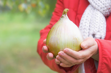 Woman's hands giving big onion © agephotography