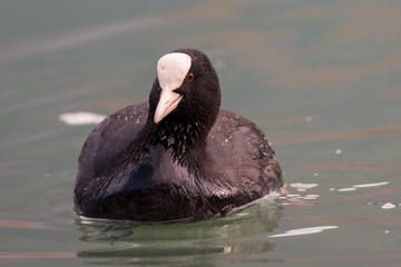 Coot (Fulica), Italy