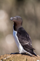 Obraz premium Razorbill, Latrabjarg cliffs, Iceland