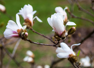 Fototapeta na wymiar White flowers of the magnolia tree in early spring