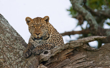 Leopard is lying on a tree. National Park. Kenya. Tanzania. Maasai Mara. Serengeti. An excellent illustration.