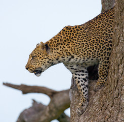 Fototapeta na wymiar Leopard on a tree. National Park. Kenya. Tanzania. Maasai Mara. Serengeti. An excellent illustration.