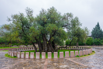 The Old olive tree in Montenegro.