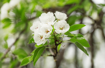 Snow white flowers of pear on a blurred background of the young