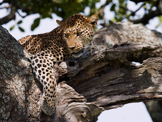 Leopard is lying on a tree. National Park. Kenya. Tanzania. Maasai Mara. Serengeti. An excellent illustration.