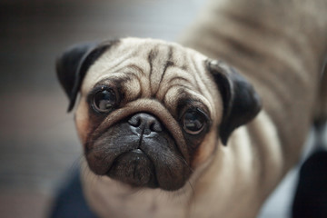 sad pug