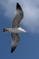 European Herring Gull, Larus argentatus