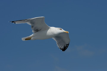 European Herring Gull, Larus argentatus