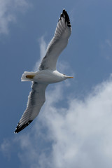 European Herring Gull, Larus argentatus