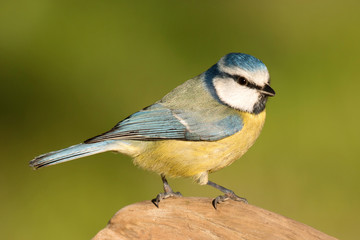 Obraz premium Nice tit with blue head