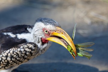 a southern yellow hornbill eating a grasshopper