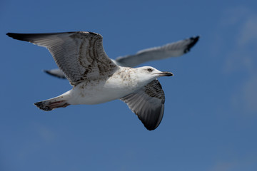 European Herring Gull, Larus argentatus