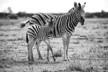 Fototapeta na wymiar mother & son zebra at etosha