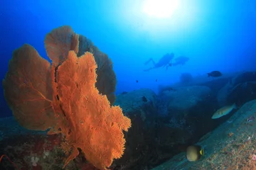 Fotobehang Scuba diving underwater coral reef sea ocean © Richard Carey