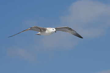European Herring Gull, Larus argentatus