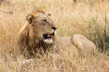 lion in the grass at kruger