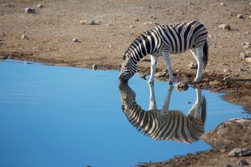Fototapeta na wymiar reflection of a zebra at etosha