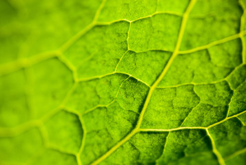 Green leaf close up