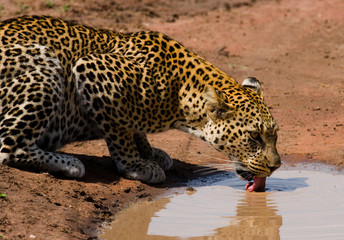 Leopard drinking water from puddles. National Park. Kenya. Tanzania. Maasai Mara. Serengeti. An excellent illustration.