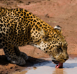 Leopard drinking water from puddles. National Park. Kenya. Tanzania. Maasai Mara. Serengeti. An excellent illustration.