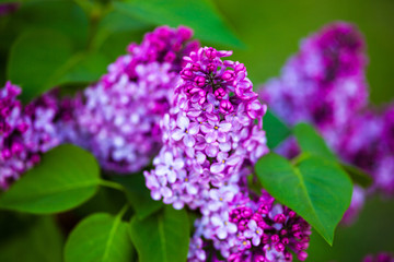 Flowers of Lilac