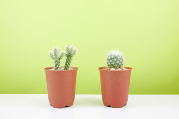 The little green cactus in small brown plant pot on white table for home decoration.