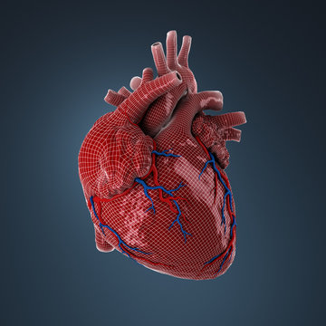 3d rendered human heart.