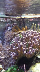Hornkoralle im Aquarium