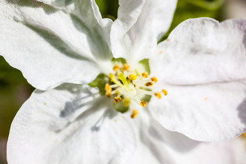 Close up of the apple tree flowers