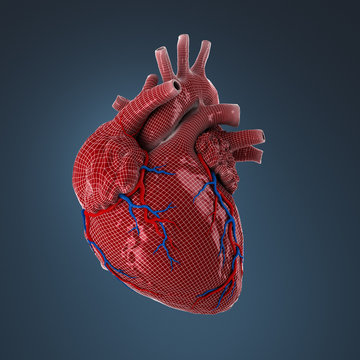 3d rendered human heart.