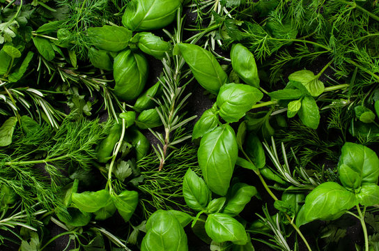 Fototapeta Fresh herbs background