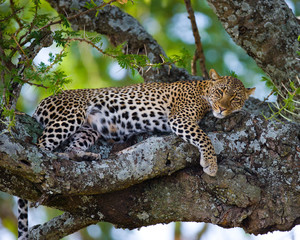 Fototapeta premium Leopard is lying on a tree. National Park. Kenya. Tanzania. Maasai Mara. Serengeti. An excellent illustration.