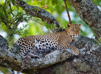 Abwaschbare Fototapete Leopard is lying on a tree. National Park. Kenya. Tanzania. Maasai Mara. Serengeti. An excellent illustration. © gudkovandrey