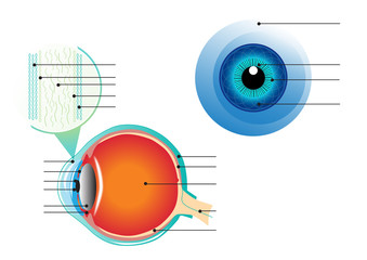 Cross section of human eye