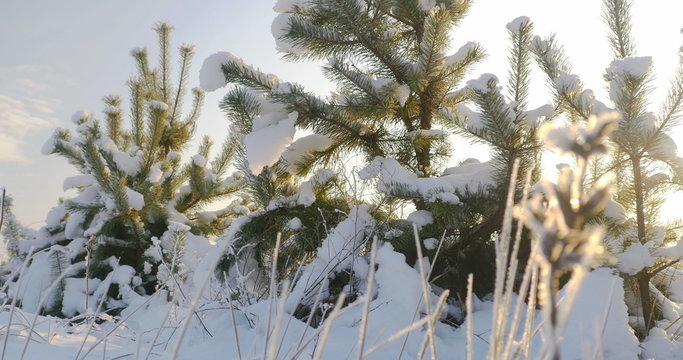  Nature in winter, small pine tree covered with snow 4k