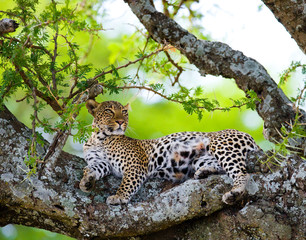 Naklejka premium Leopard is lying on a tree. National Park. Kenya. Tanzania. Maasai Mara. Serengeti. An excellent illustration.