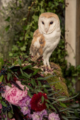 Barn owl