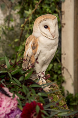 Barn owl